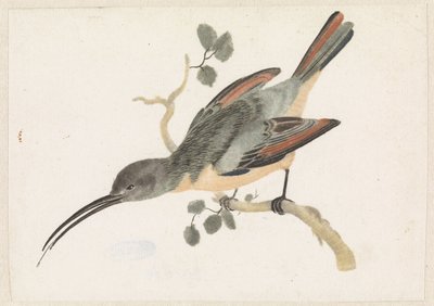 Colibri sur une branche vers la gauche - Anonymous