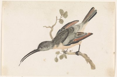 Colibri sur une branche à gauche - Anonymous