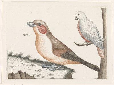 Bec-croisé et oiseau blanc - Anonymous
