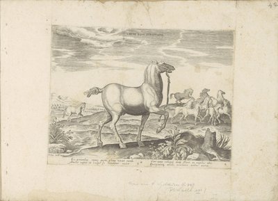 Troupeau de chevaux sauvages - Anonymous