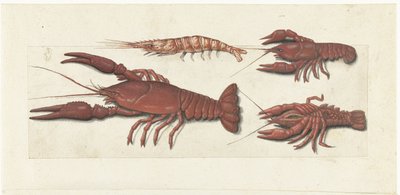 Langoustine, deux écrevisses et une crevette (album Lombard) - Anonymous