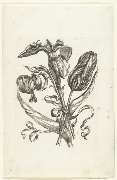 Lys, iris et tulipe - Anonymous