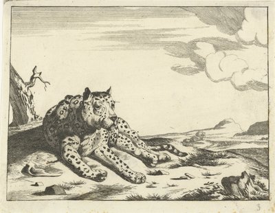 Léopard couché, vu de face, les pattes vers la droite - Anonymous