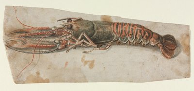 Homard (recto) - Anonymous