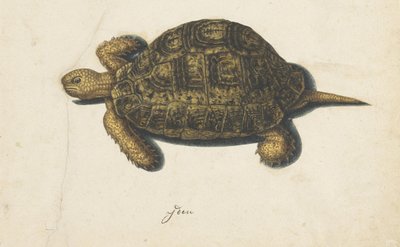 Tortue des marais (Lombard album) - Anonymous