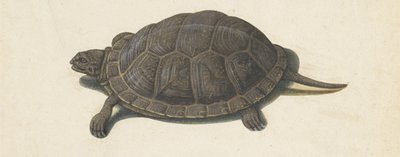 Tortue des marais (album Lombard) - Anonymous