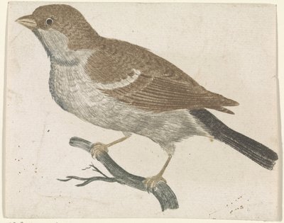Moineau sur une branche à gauche - Anonymous