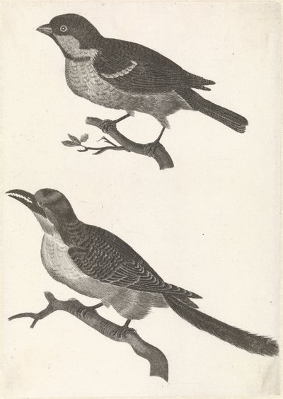 Moineau sur une branche à gauche, en dessous un oiseau avec un bec dentelé - Anonymous