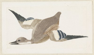 Canard volant vers la gauche - Anonymous