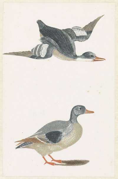 Canard volant vers la droite et canard debout - Anonymous