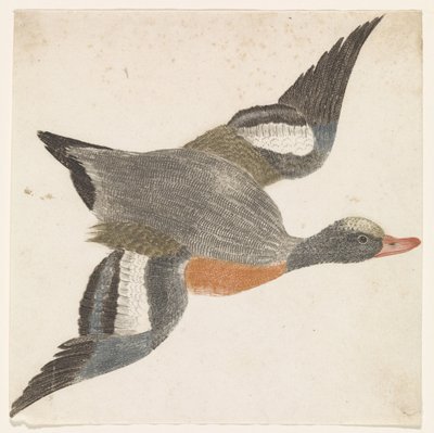 Canard siffleur volant vers la droite - Anonymous
