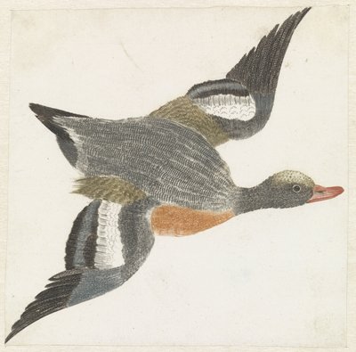 Canard siffleur volant vers la droite - Anonymous