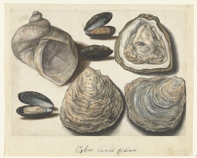 Huîtres, moules et cornes de lune - Anonymous