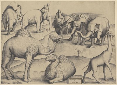 Éléphants, dromadaires et une girafe - Anonymous