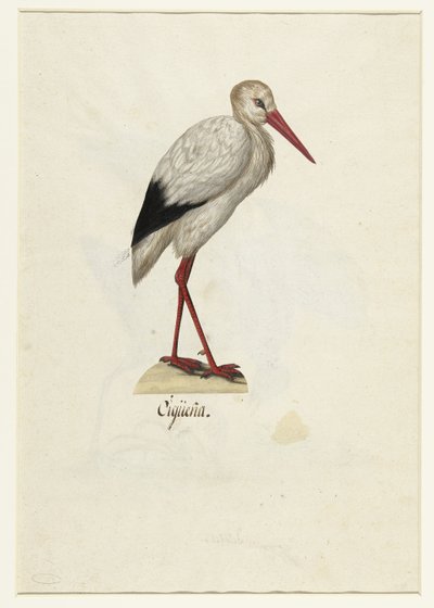 Cigogne - Anonymous