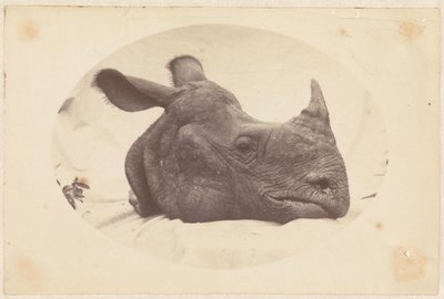 Image ovale d