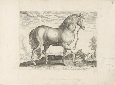 Cheval de Calabre - Anonymous