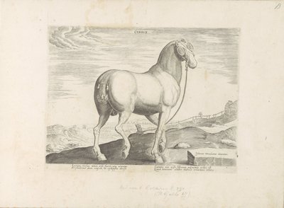 Cheval de Corse - Anonymous