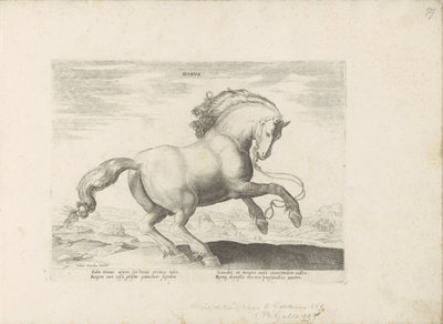 Cheval du Danemark - Anonymous