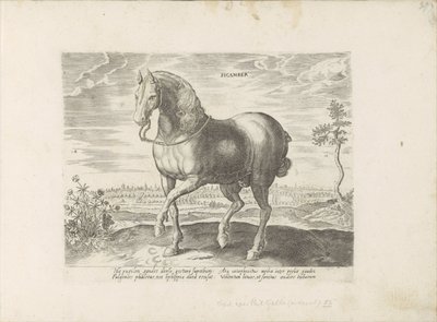 Cheval de Gelre (série: Races de chevaux des écuries royales de Don Juan d