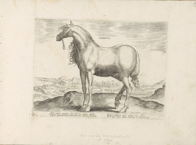 Cheval de Grèce - Anonymous