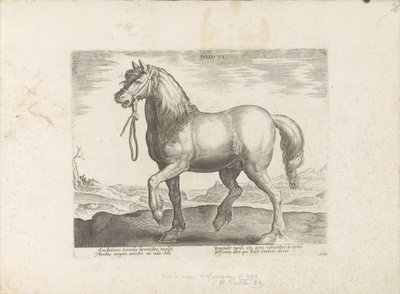 Cheval de Juliers - Anonymous