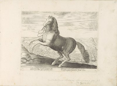 Cheval de Naples - Anonymous
