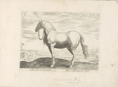Cheval du nord de l