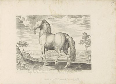 Cheval de Sardaigne - Anonymous