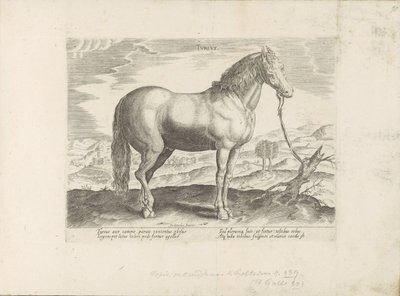 Cheval de Turquie - Anonymous