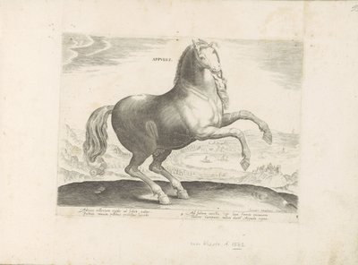 Cheval du sud de l
