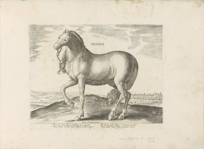 Cheval de Sicile - Anonymous