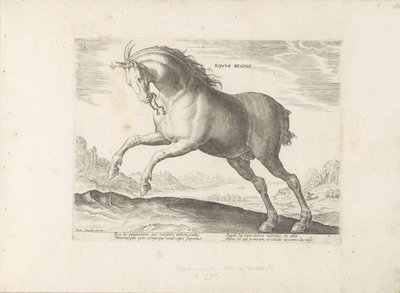 Cheval de la race Equus Regius (le Royal) - Anonymous