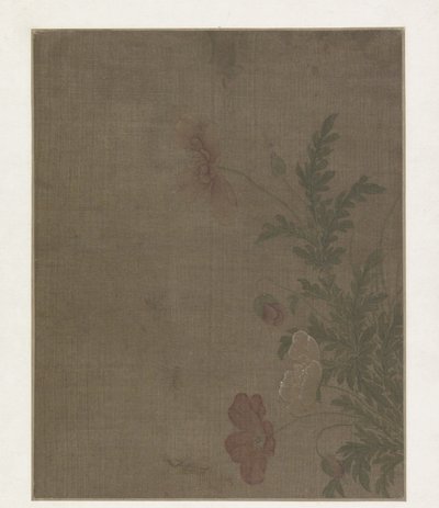 Fleurs de pavot - Anonymous
