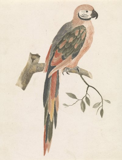 Perroquet sur une branche - Anonymous