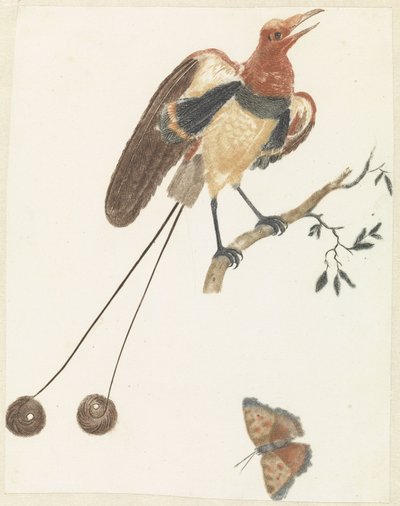 Oiseau de paradis et papillon - Anonymous