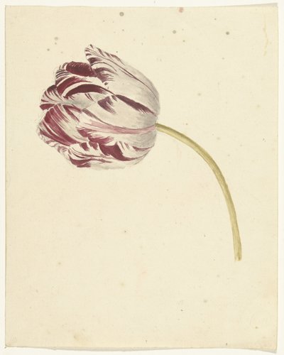 Tulipe rouge et blanche - Anonymous