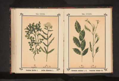 Bois de santal rouge et fenouil - Anonymous