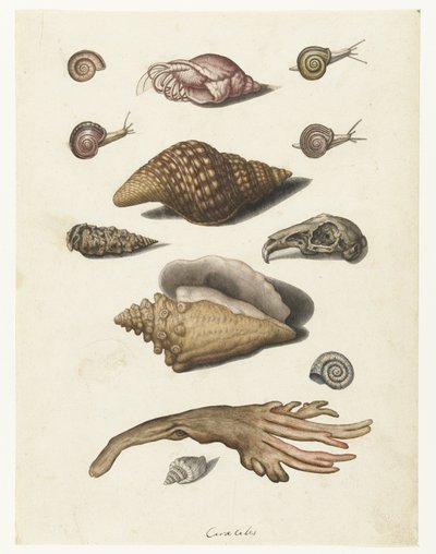 Coquillages, algues, escargots et crâne de lapin (Caracoles) (Lombard album) - Anonymous