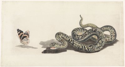 Serpent avec un papillon - Anonymous