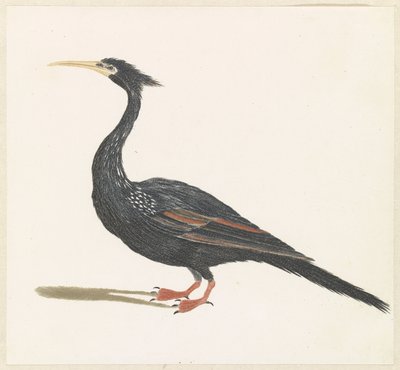 Anhinga - Anonymous