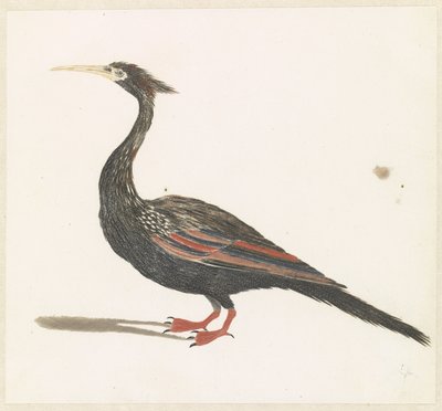 Anhinga - Anonymous