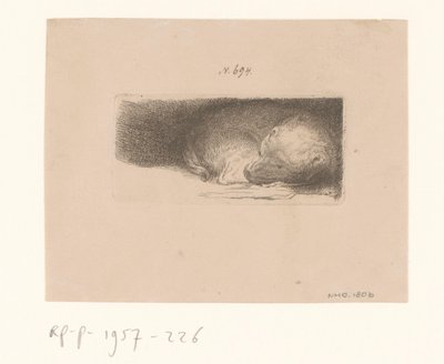 Chiot endormi - Anonymous
