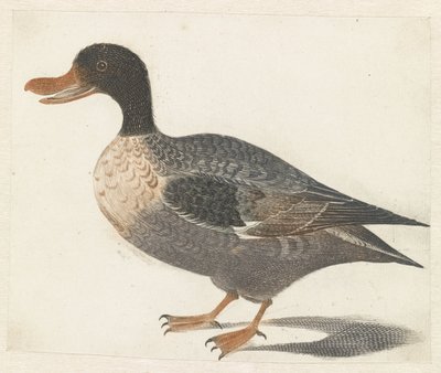 Canard debout vers la gauche - Anonymous