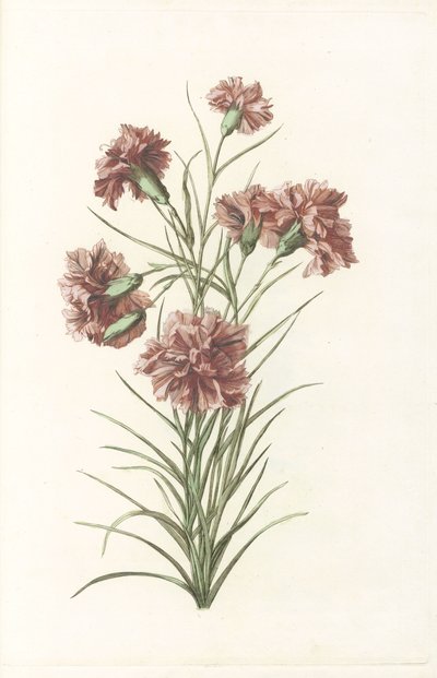 Tige avec six œillets - Anonymous