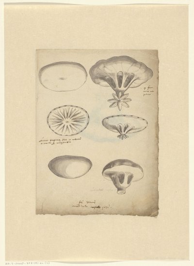 Feuille d