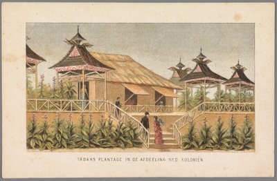 Plantation de tabac des colonies néerlandaises à l
