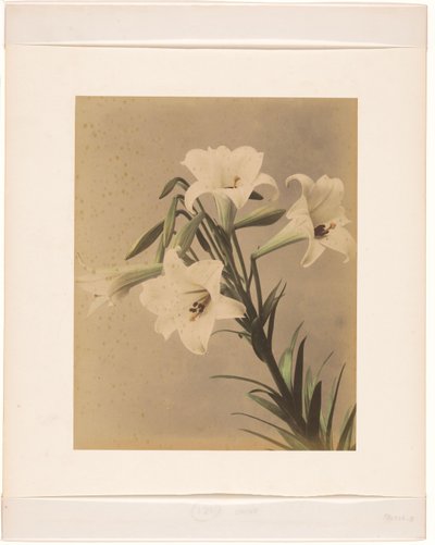 Branche de cerisier japonais - Anonymous