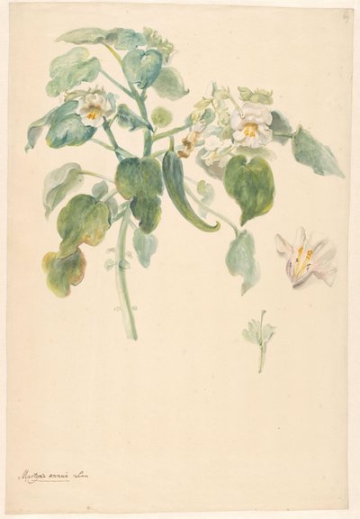 Branche de griffes de chat blanches avec détails du pistil et de la fleur - Anonymous