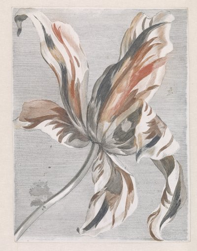 Tulipe - Anonymous